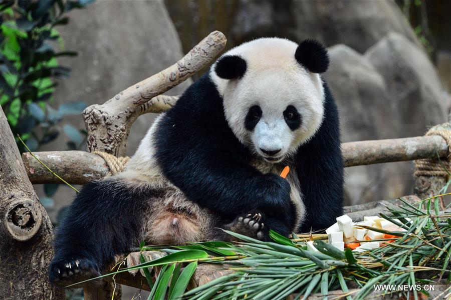Malaysia-born panda cub to head back to China