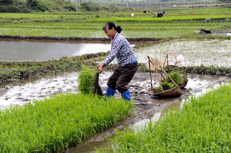 Chinese farmers busy with farming as summer comes