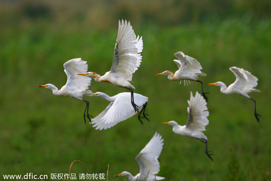 Top 10 wetlands in China