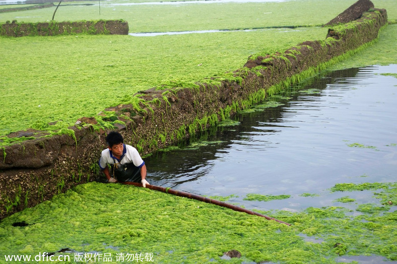 Chinese aquaculturist fights algea outburst