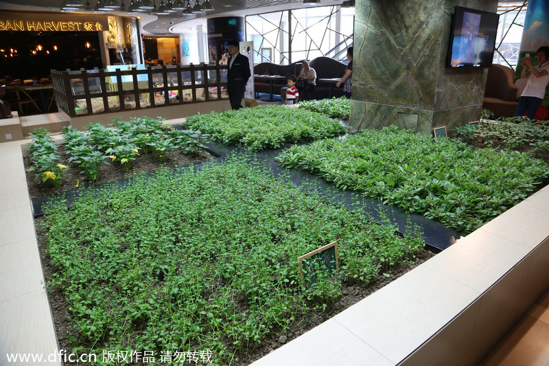 Urban farming in a high-end shopping mall