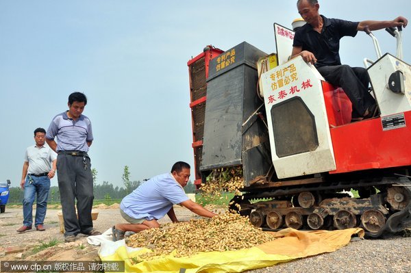Chestnut, peanut and rice farmers of China