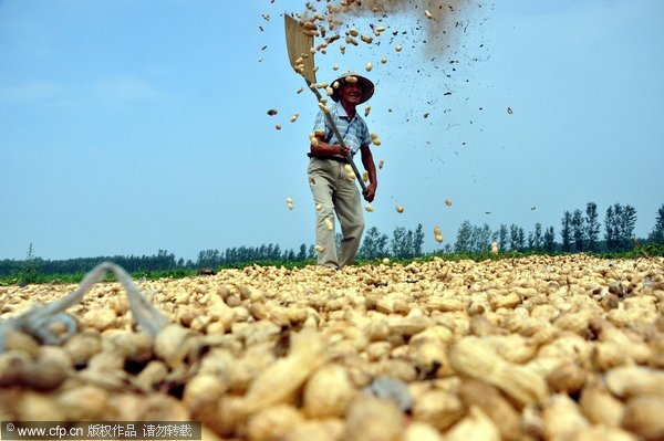Chestnut, peanut and rice farmers of China