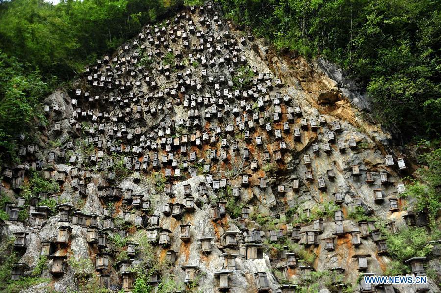 Beekeeping in Shennongjia nature reserve in Central China