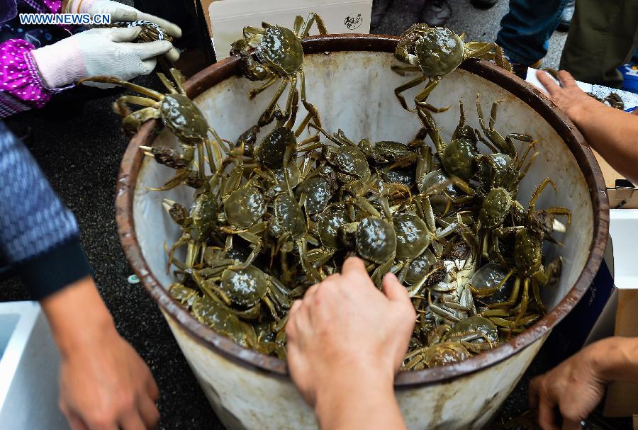 Crab harvest in Yangcheng Lake