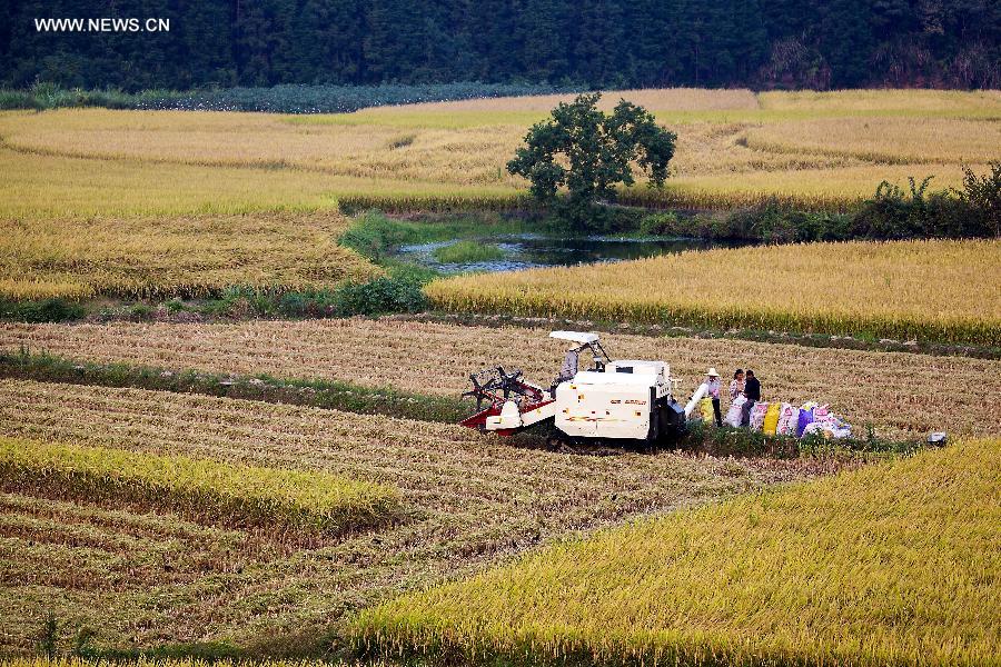 Paddyfields in E China enter into harvest season