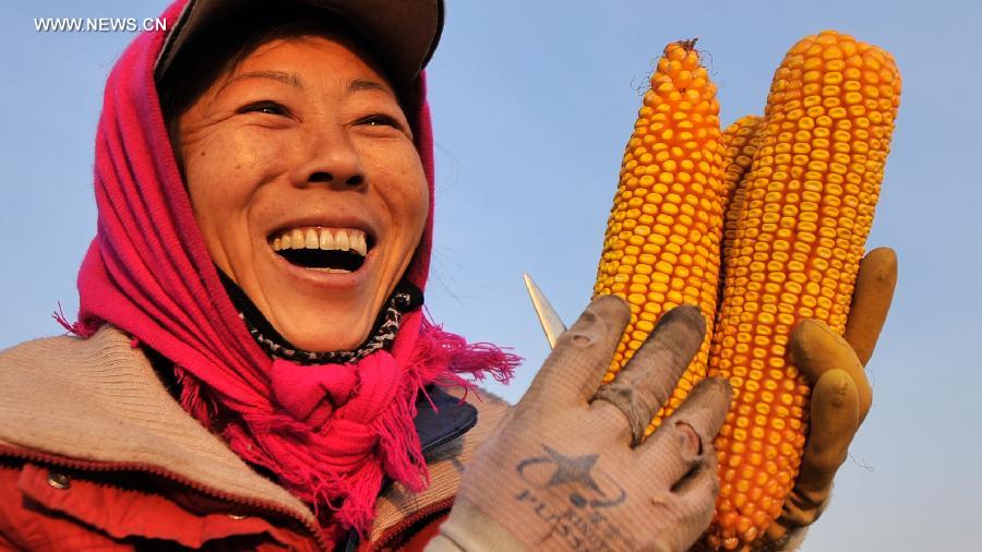Harvest season for Chinese farmers