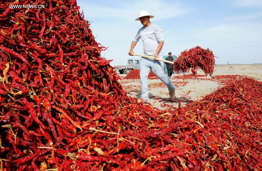 Harvest season for Chinese farmers