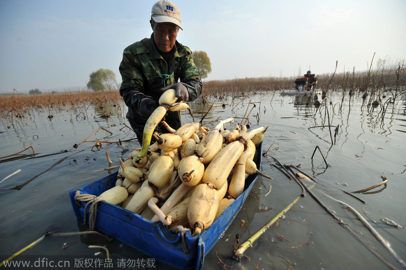 Qingdao grows lotus roots in fishpond