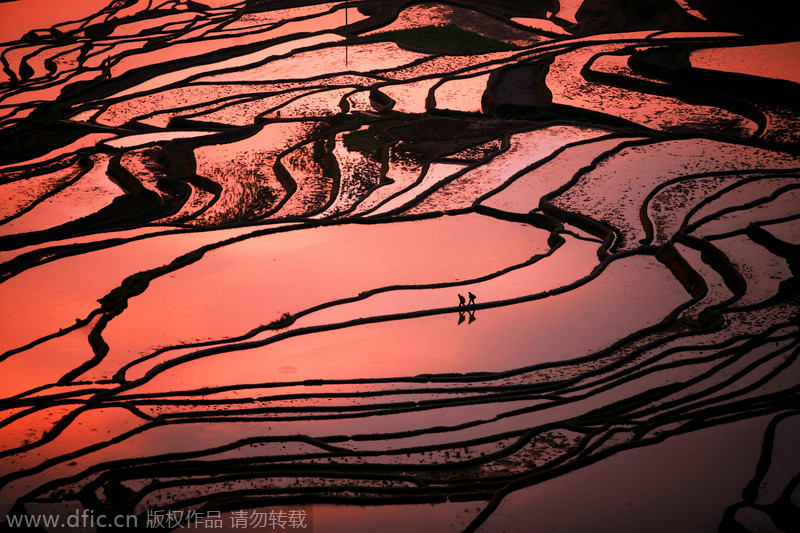 Painting with rice fields