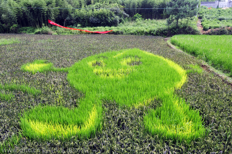 Painting with rice fields