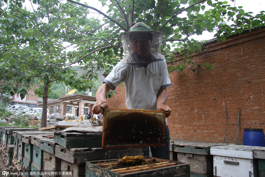 Hebei senior beekeeper's sweet day
