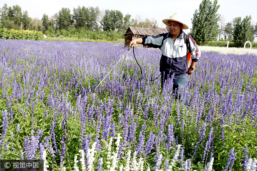 Graduate brings sweet smell of lavender to North China