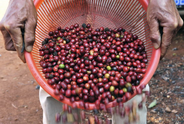 120,000 work in coffee production in Hainan