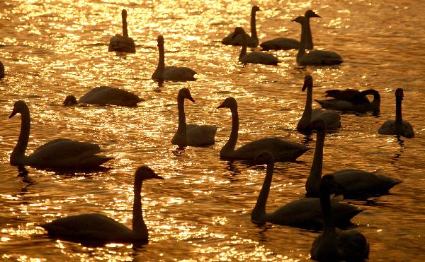 Swan paradise in N China's wetland