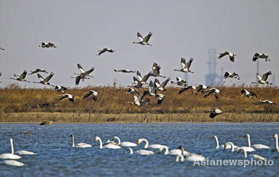 Best time to spot thousands of birds in flight