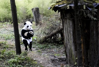 Researchers dress up to save pandas