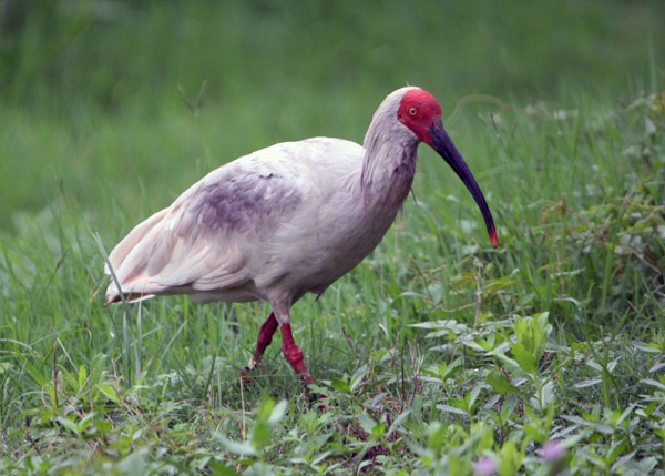New problems for crested ibis