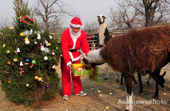 Santa Claus descends on zoo