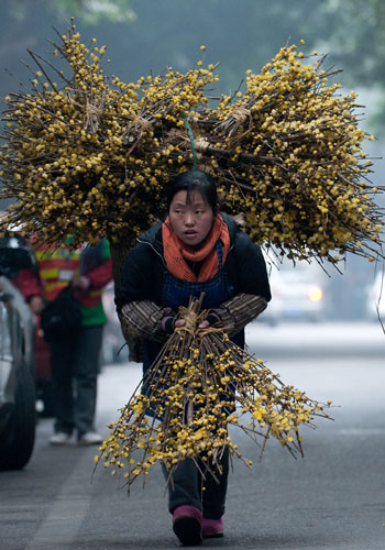 Selling wintersweet to holiday buyers