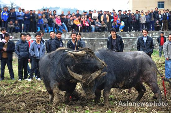 Bull fighting for Spring Festival