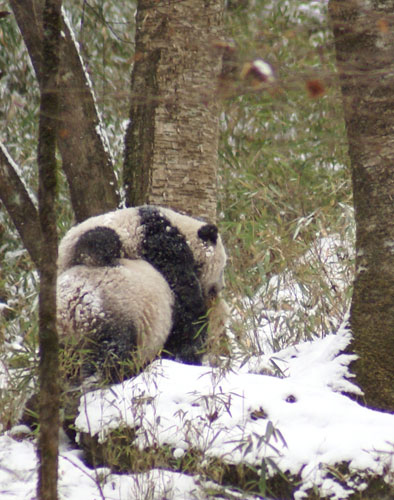 Panda takes a walk on the wild side