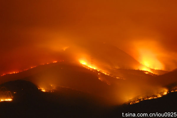 Forest engulfed in blaze