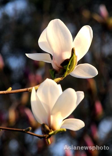 Magnolia flowers bloom in spring