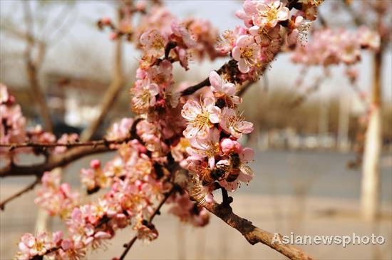 Apricot trees in blossom in spring