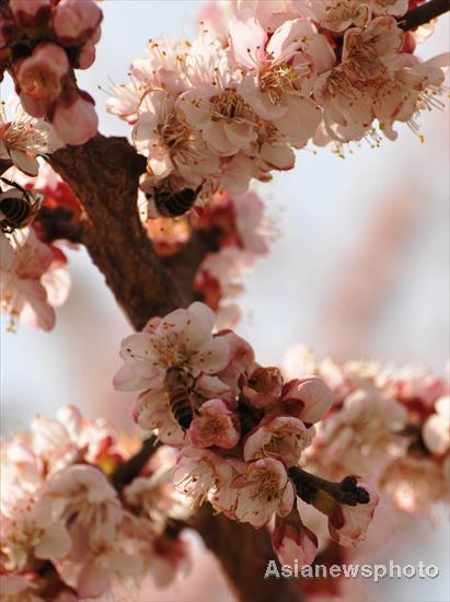 Apricot trees in blossom in spring