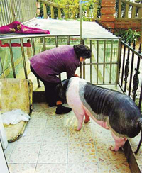 Zaizai, the miniature pig, grows into a high-rise hog