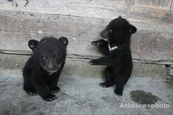 Farmer in Sichuan adopts twin bears