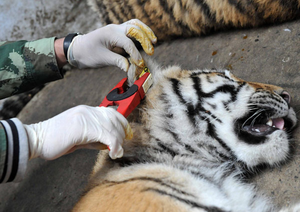 Young Siberian tigers get DNA tests