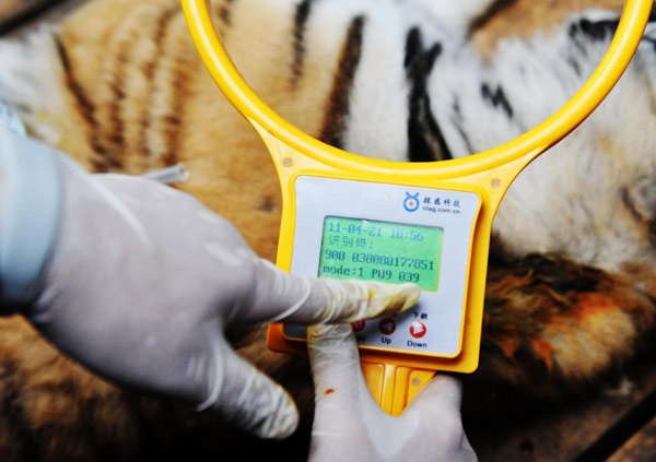 Young Siberian tigers get DNA tests