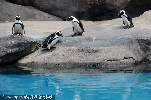Penguins find new home in Wuhan