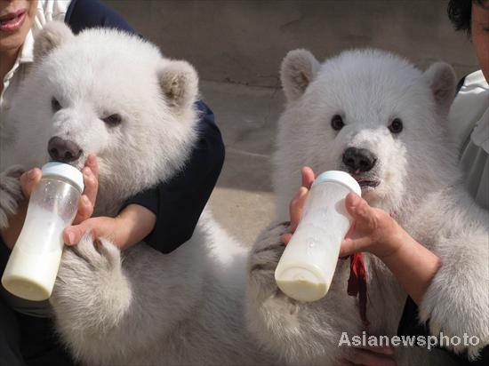 Polar bear twins meet the public