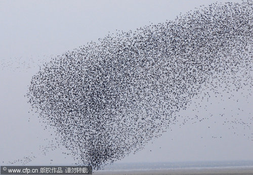 Migratory birds on the move