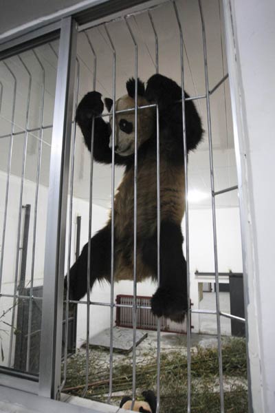Giant pandas find new home