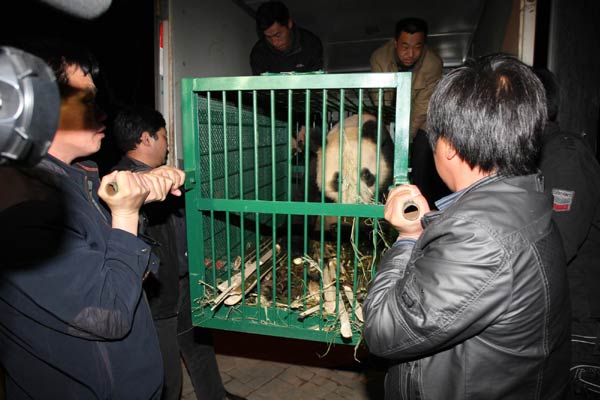 Giant pandas find new home