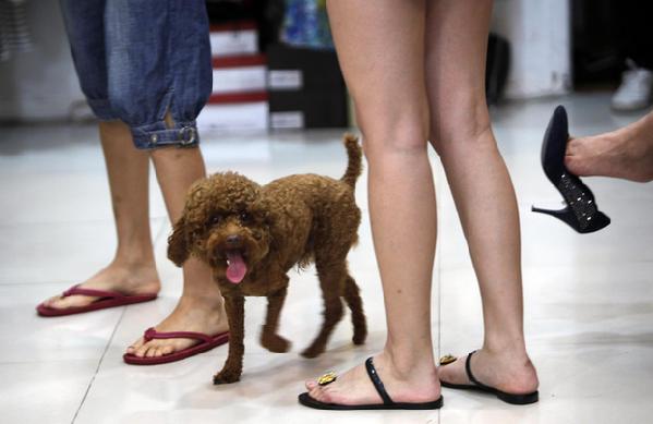 Shanghai: One pet dog per household