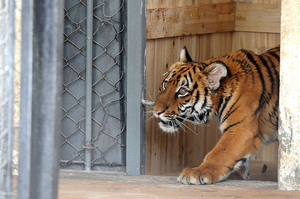 South China tiger moved to new home