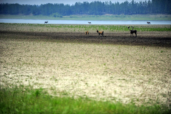 Elk unsettled in drought-hit nature park