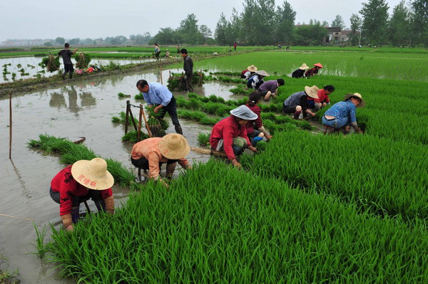 S China completes early-rice planting amid drought