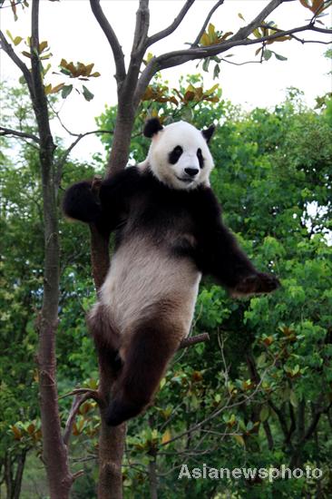 Pandas safe after days of torrential rain