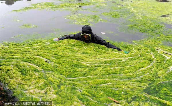 East China seawater attacked by algae