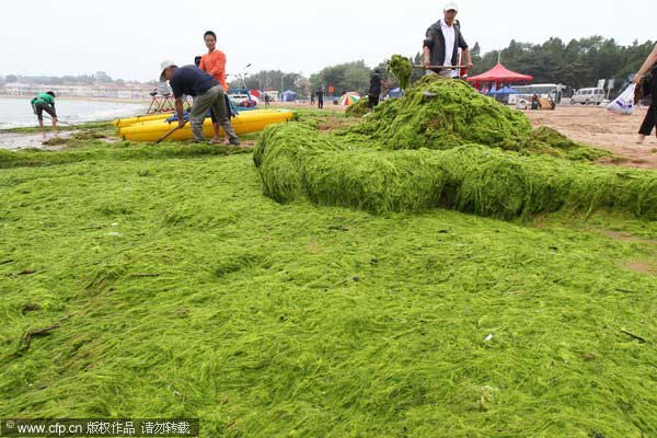 East China seawater attacked by algae