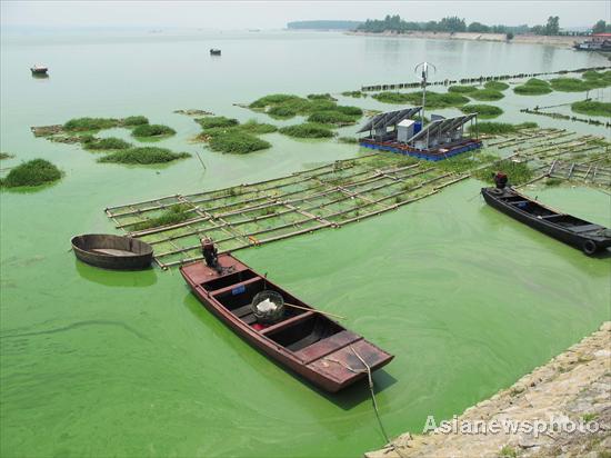 Chaohu Lake sees large algae expansion