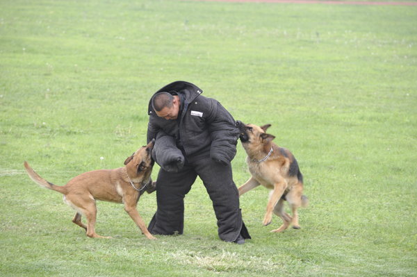 Police dogs show off their skills