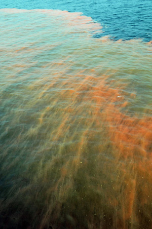 Red tide formed after oil spills