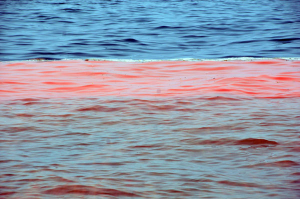 Red tide formed after oil spills